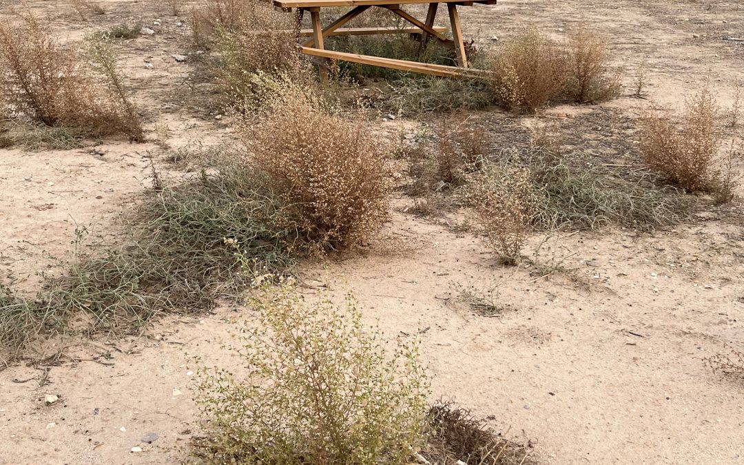 El PP de Seseña lamenta el abandono del Paraje Soto de Jembleque por parte del Equipo de Gobierno de PSOE, Unidas Podemos y Más Seseña