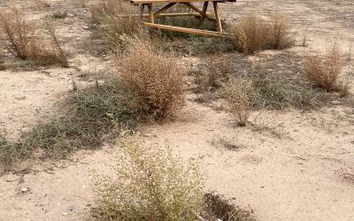 El PP de Seseña lamenta el abandono del Paraje Soto de Jembleque por parte del Equipo de Gobierno de PSOE, Unidas Podemos y Más Seseña