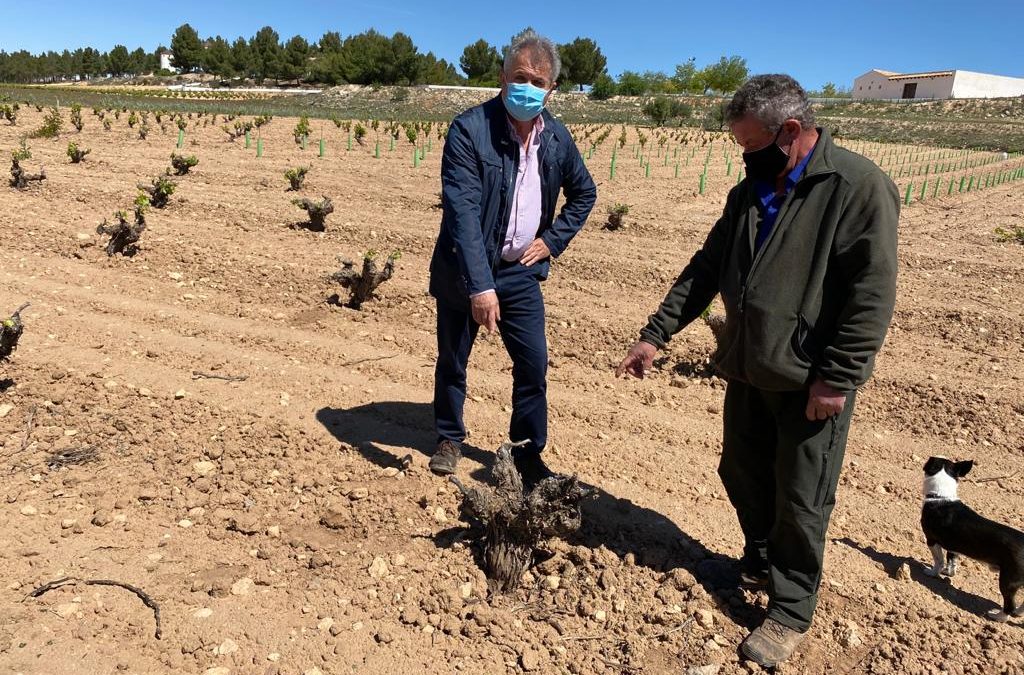 Casas pide al Gobierno de Page medidas urgentes para contener la plaga de conejos y ayudas a los agricultores