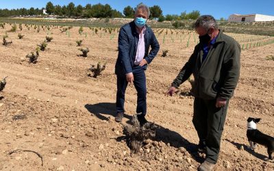 Casas pide al Gobierno de Page medidas urgentes para contener la plaga de conejos y ayudas a los agricultores